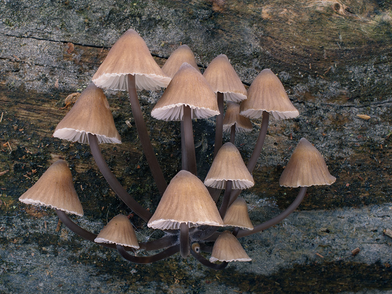 Mycena stipata